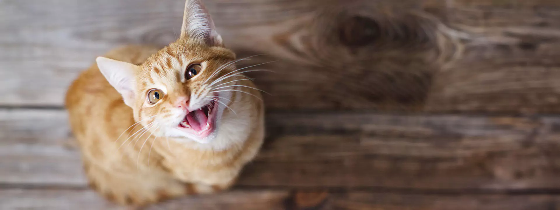 Rotgetigerte Katze Rotgetigerte junge Katze sitzt auf einem Holzboden, schaut auf