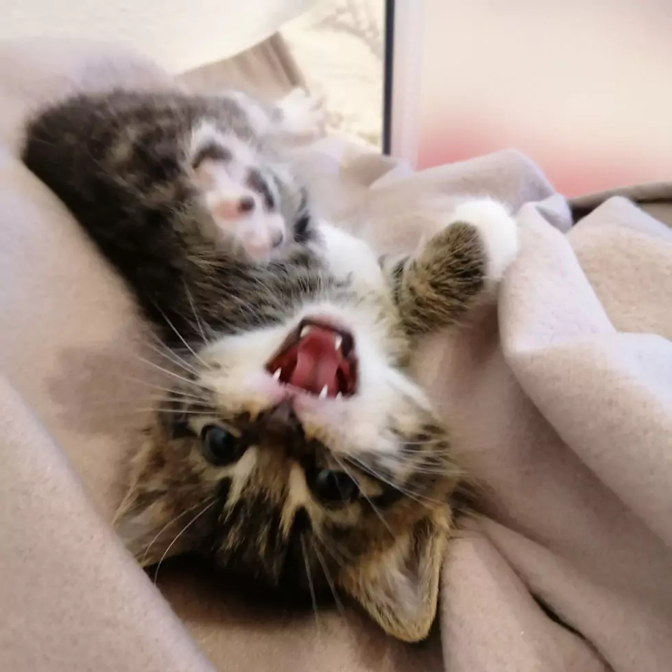 Großes Herz für Katzen