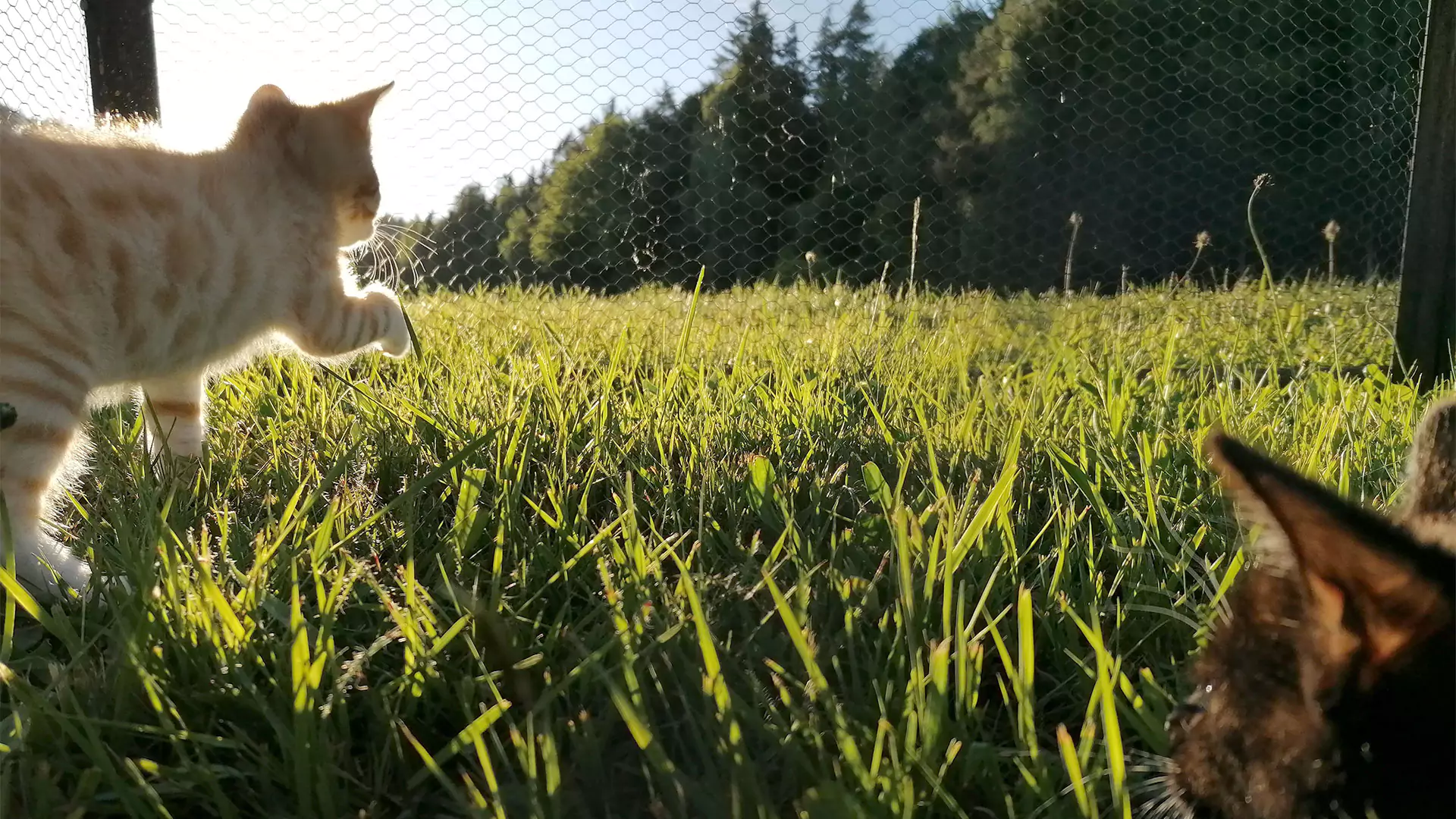 2 Katzen spielen bei Sonnenschein auf einer Wiese