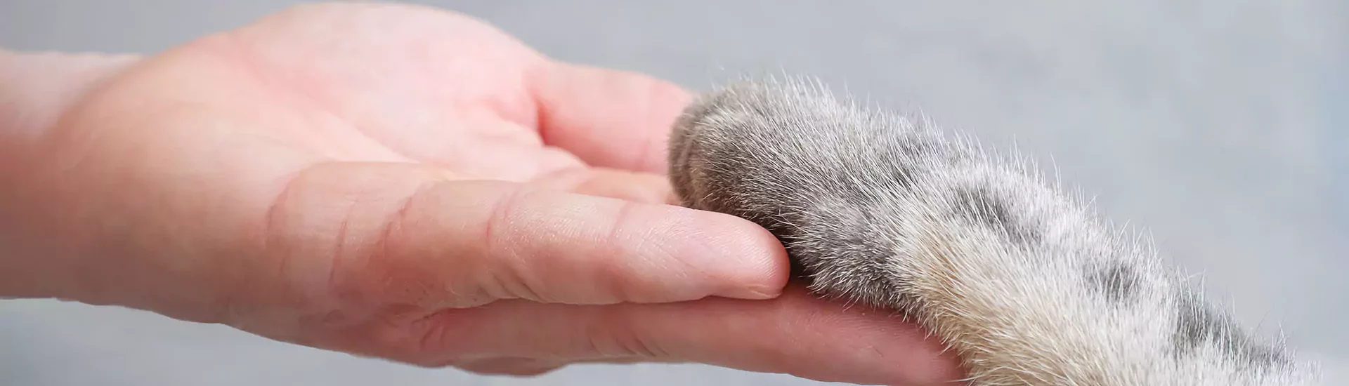 Graue gestreifte Katzenpfote und menschliche Hand auf grauem Hintergrund.