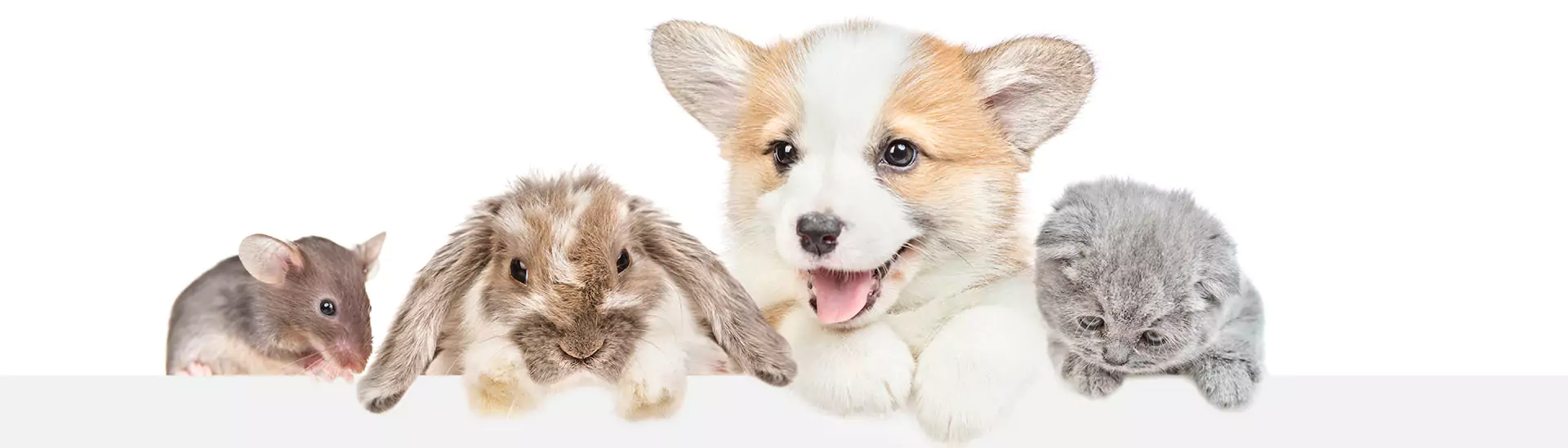Graue gestreifte Katzenpfote und menschliche Hand auf grauem Hintergrund.