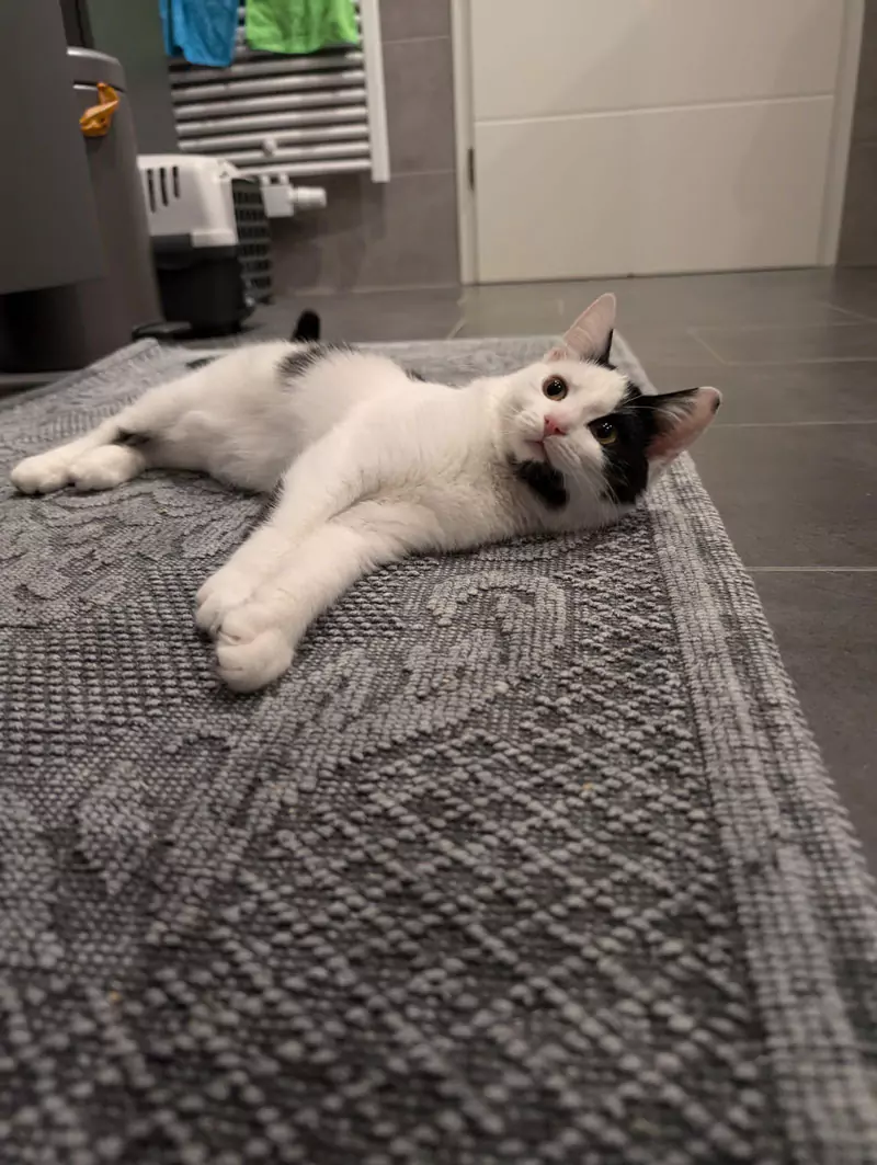 Katze liegt auf einem Teppich