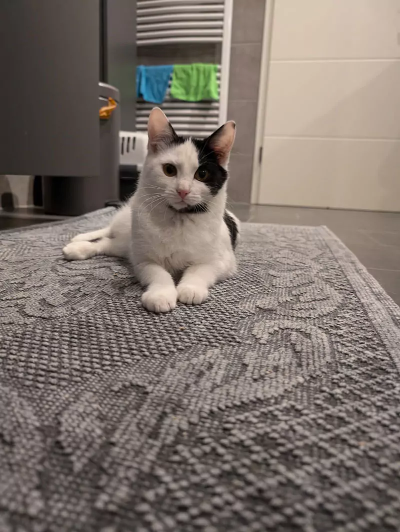 Katze liegt auf einem Teppich