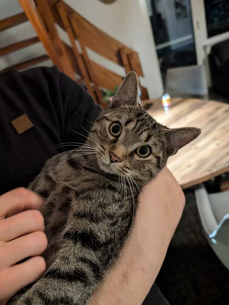 Bengalische Katze beim Kuscheln mit einem Menschen