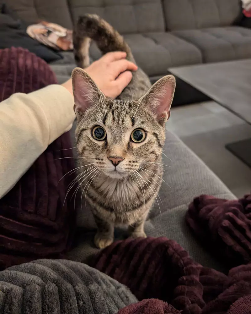Bengalische Katze beim Kuscheln mit einem Menschen
