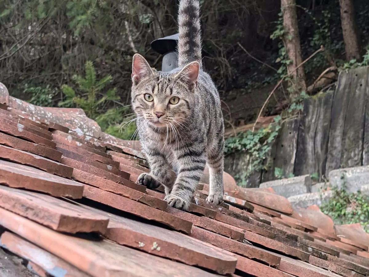 Bengalische Katze läuft auf einem Dach