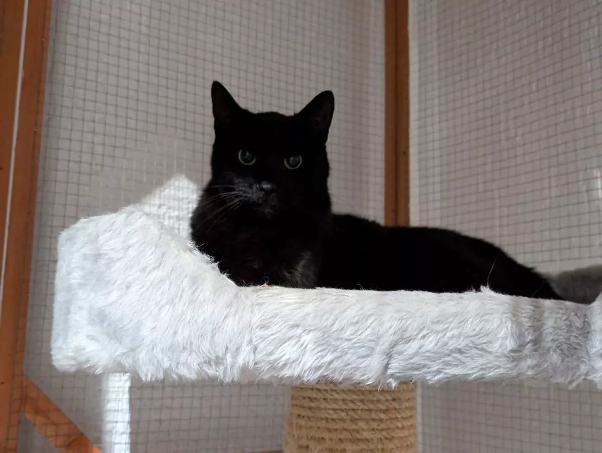 schwarze Katze liegt auf einem Katzenbaum