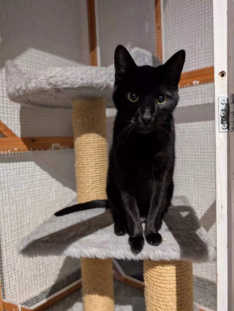 schwarze Katze sitzt auf einem Katzenbaum