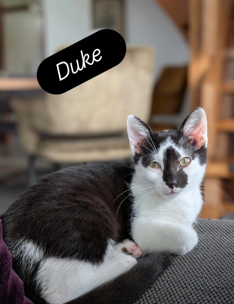 weiß-schwarzer Kater sitzt auf dem Rückenpolster eines Sofas