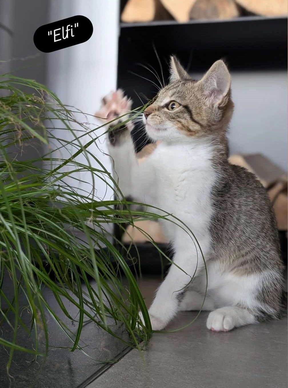kleines weiß-grau-getigertes Kätzchen riecht an Katzengras