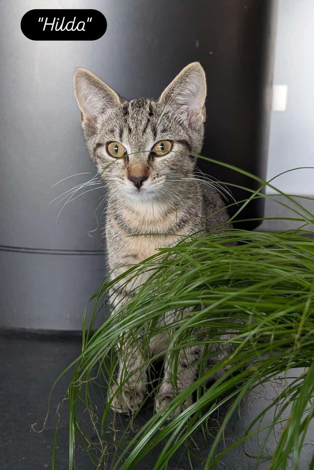 kleines getigertes Kätzchen versteckt sich hinter Katzengras
