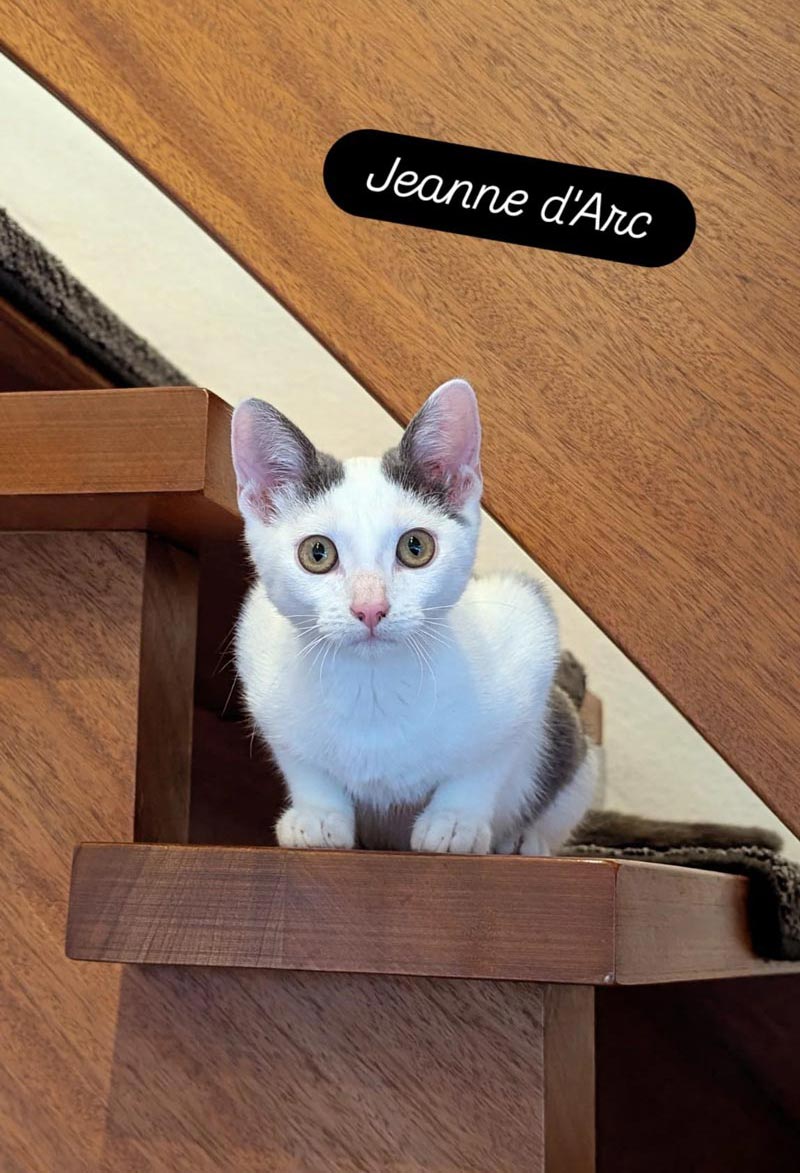 kleines Weiß-geflecktes Kätzchen sitzt auf einer Treppe