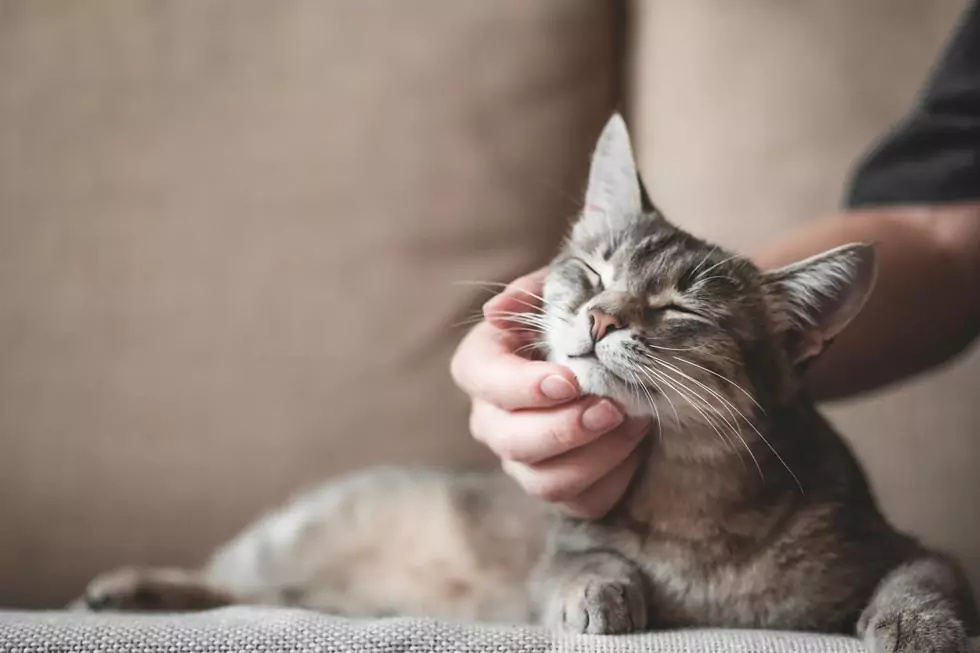 Mensch krault eine getigerte Katze an deren Kinn