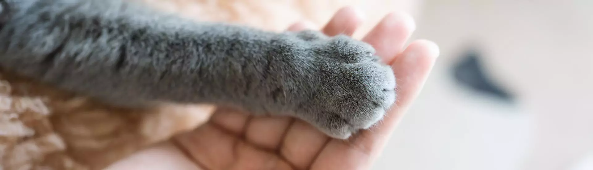 Graue gestreifte Katzenpfote und menschliche Hand auf grauem Hintergrund.