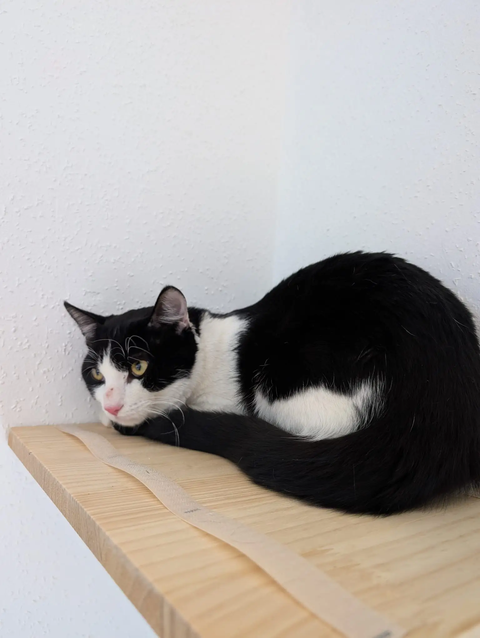 Schwarz-weiße Katze liegt zusammengerollt auf einem hellen Holzbrett vor weißer Wand