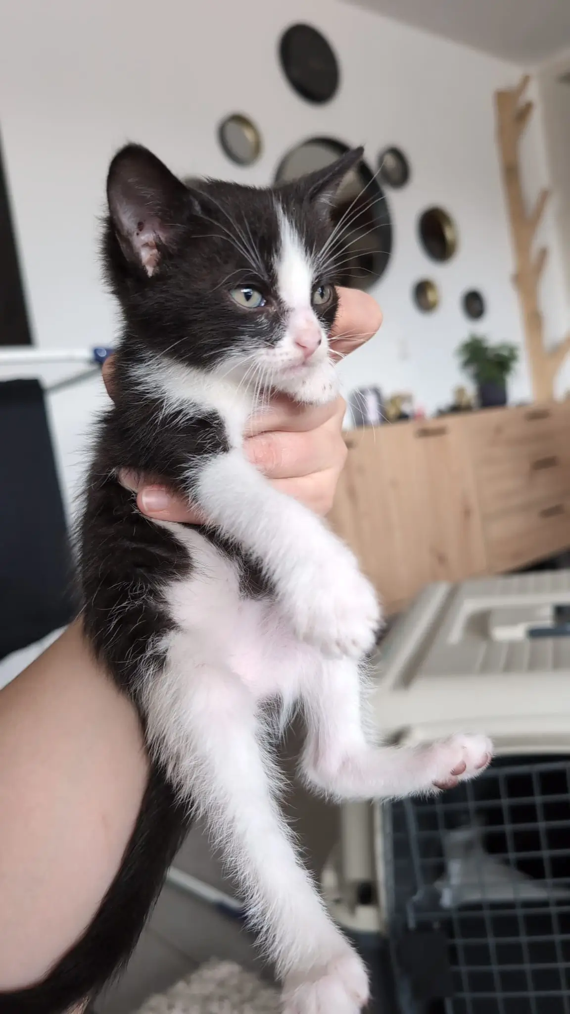 Hand hält schwarz-weiße Katze mit weißer Brust und Pfoten vor einer Wand mit mehreren runden Uhren