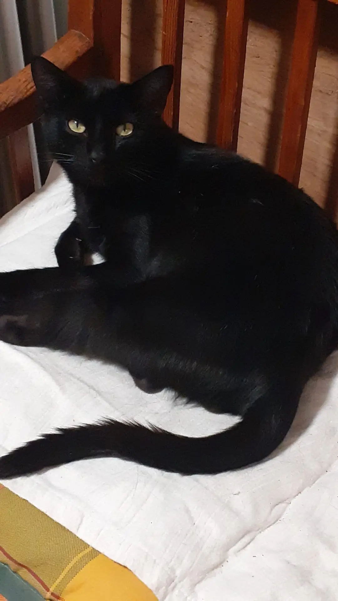 Schwarze Katze liegt zusammengerollt auf einem weißen Tuch auf einem Holzstuhl