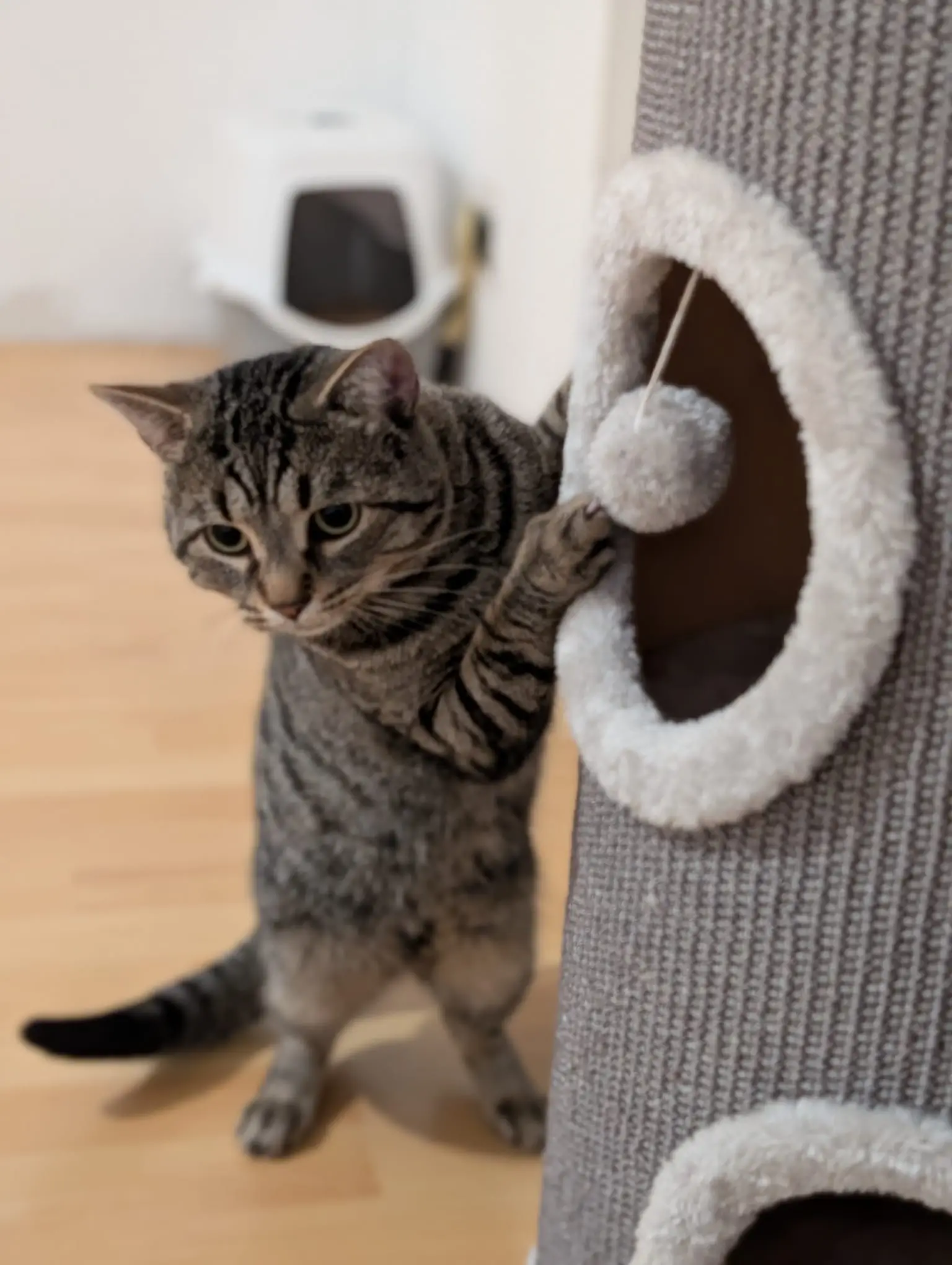 Stehende getigerte Katze spielt mit einem an einem Kratzbaum befestigten Spielball