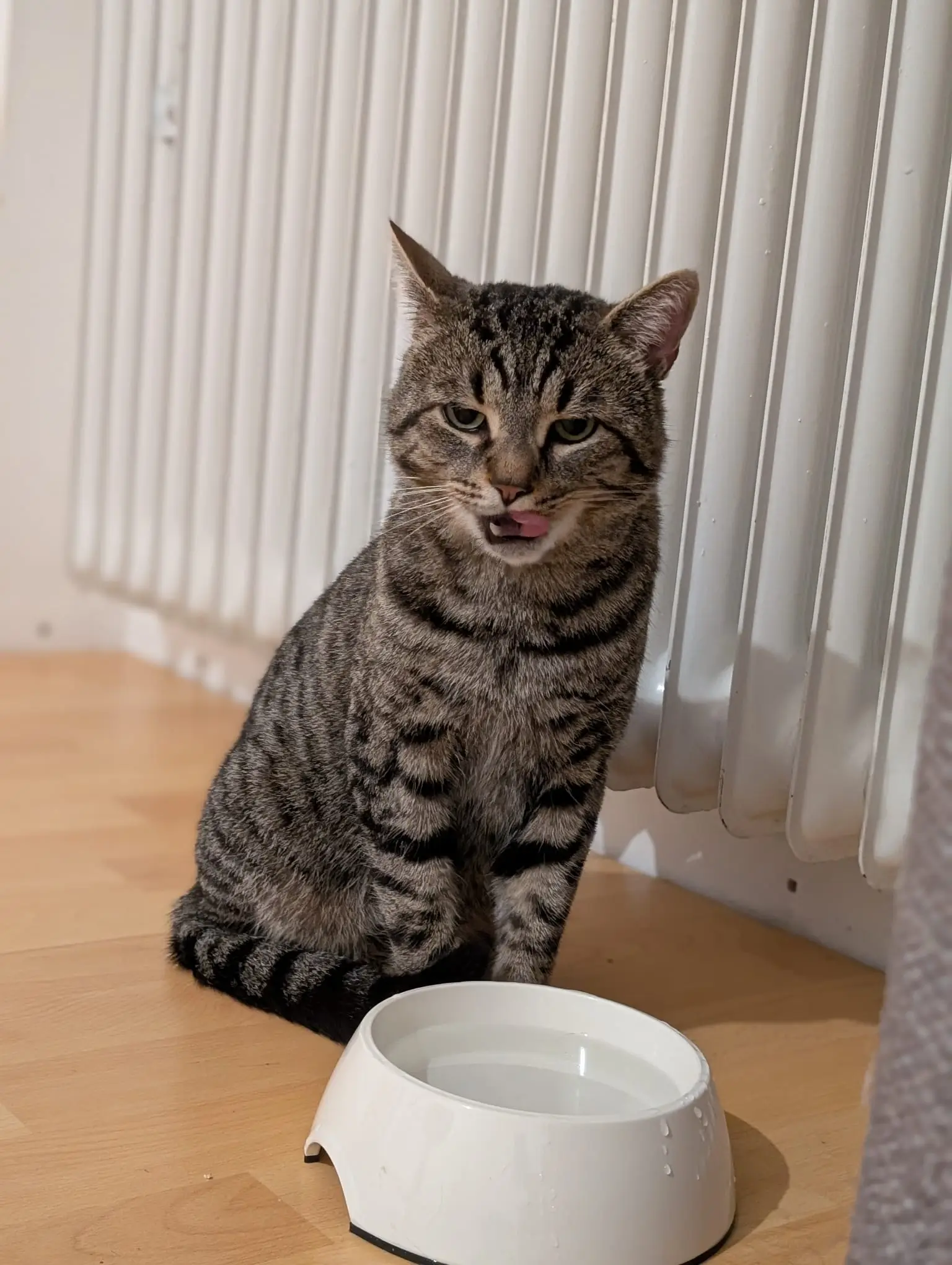 Gestreifte Katze sitzt vor einem weißen Napf auf hellem Boden neben einer Heizung und leckt sich die Lippen
