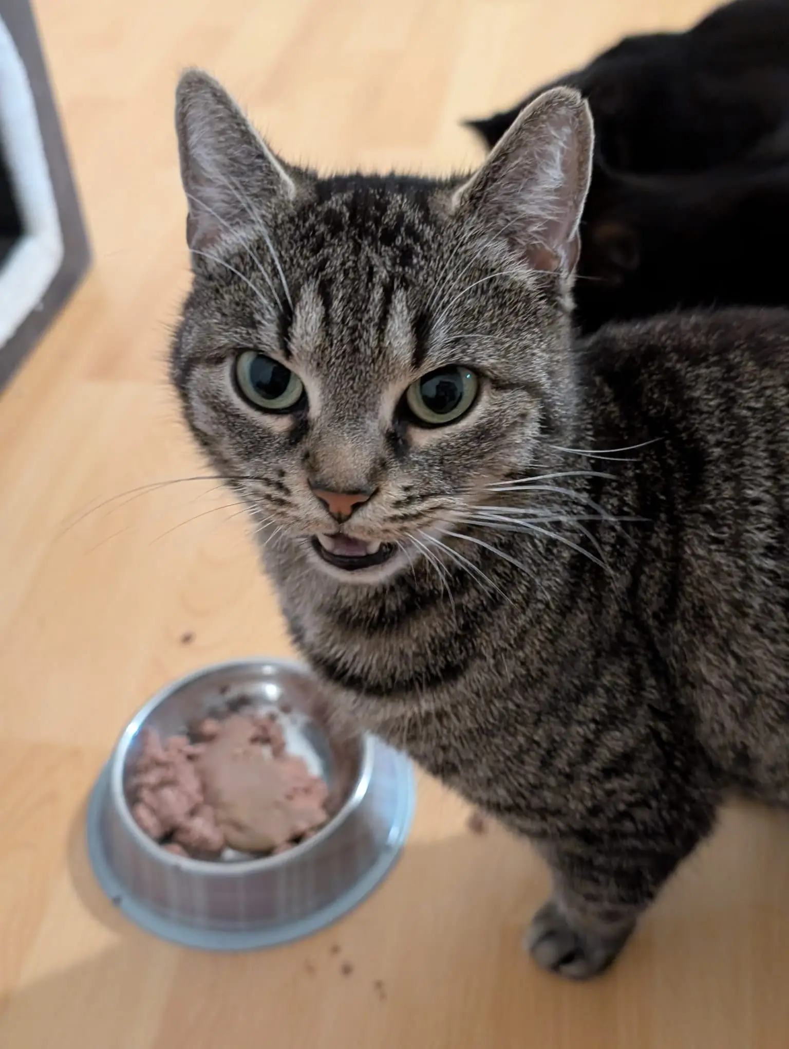 Nahaufnahme einer gestreiften Katze, die mit offenem Maul vor einem Napf mit Nassfutter steht