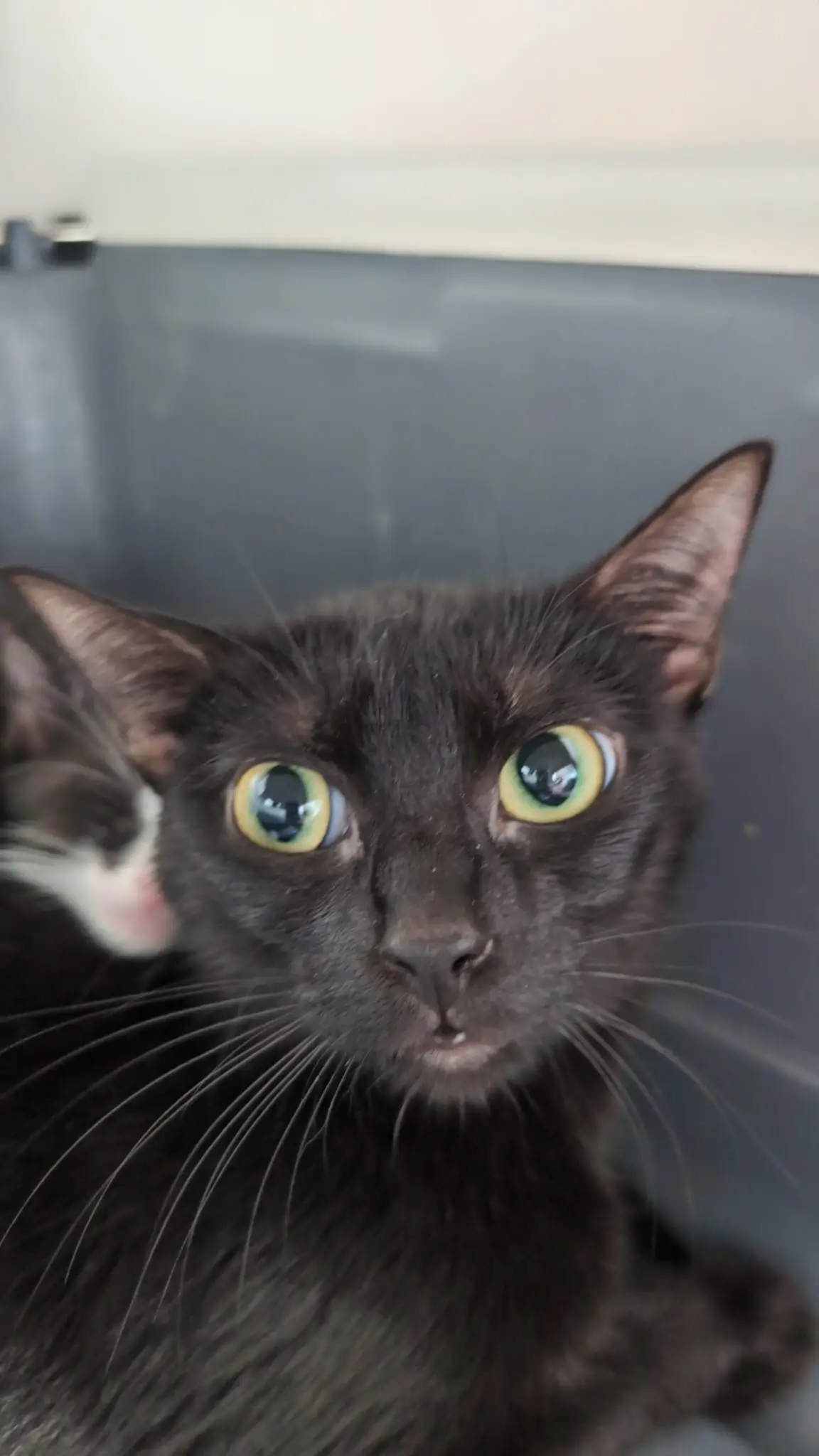 Nahaufnahme einer schwarzen Katze mit großen grünen Augen und einer weiteren Katze im Hintergrund