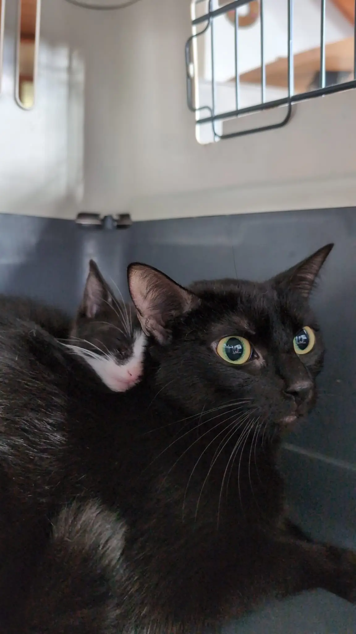 Schwarze Katze mit großen grünen Augen liegt neben schlafender schwarz-weißer Katze