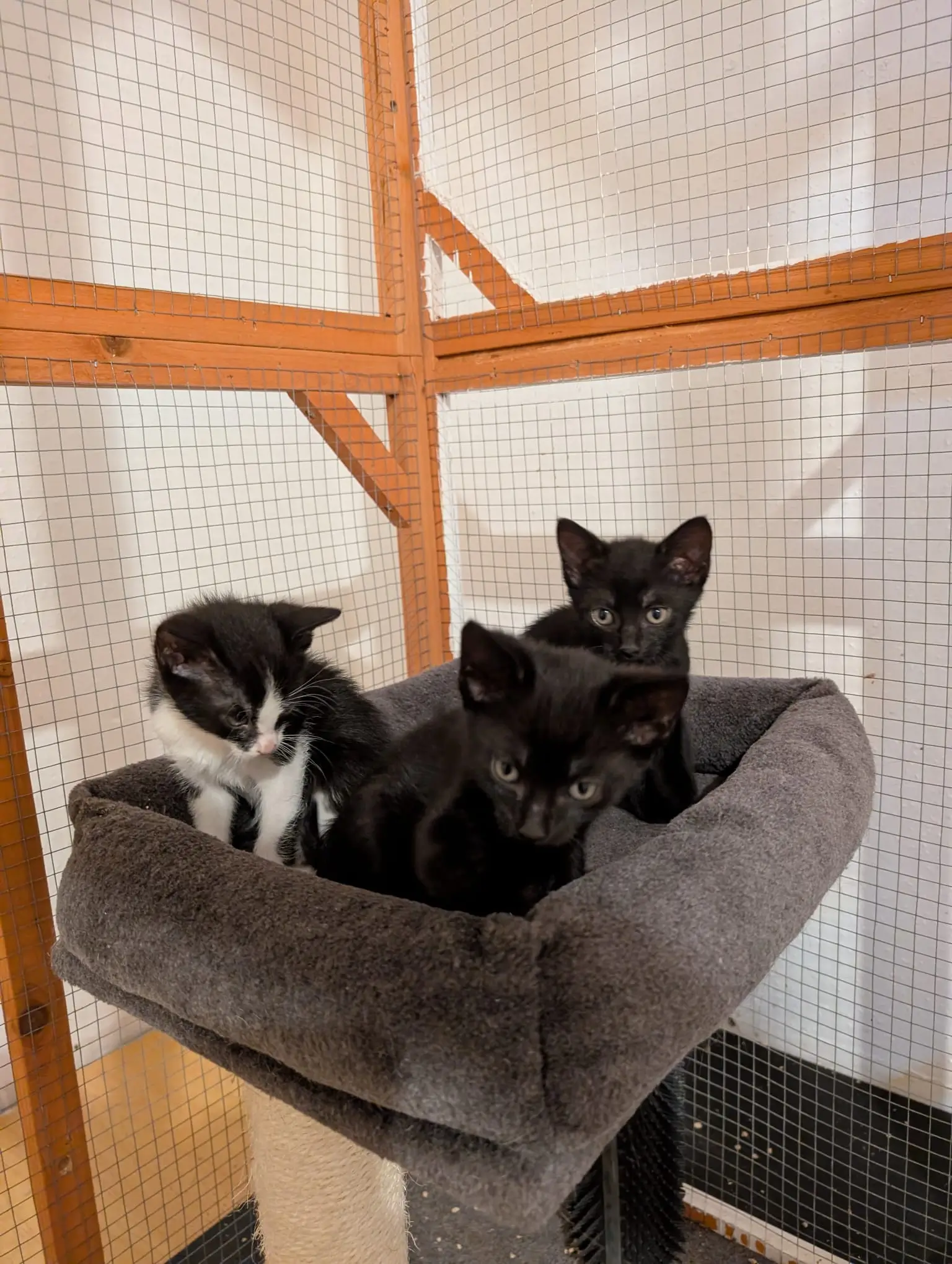 Drei kleine Katzen sitzen in einem grauen, eckigen Katzenbett vor einem Gitter und Holzrahmen