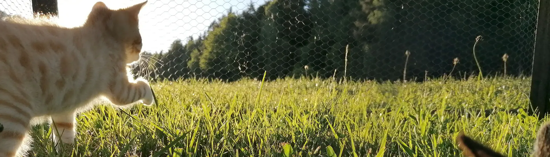 2 Katzen spielen bei Sonnenschein auf einer Wiese