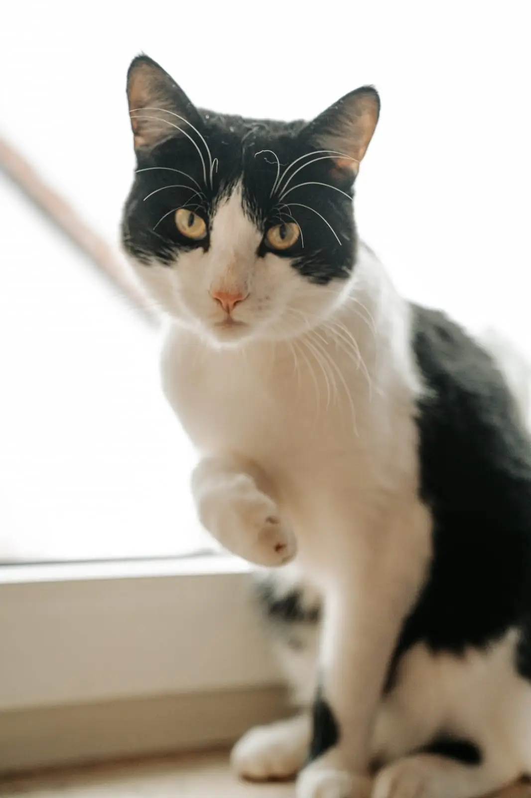 Schwarz-weiße Katze mit erhobener Pfote sitzt vor einem Fenster