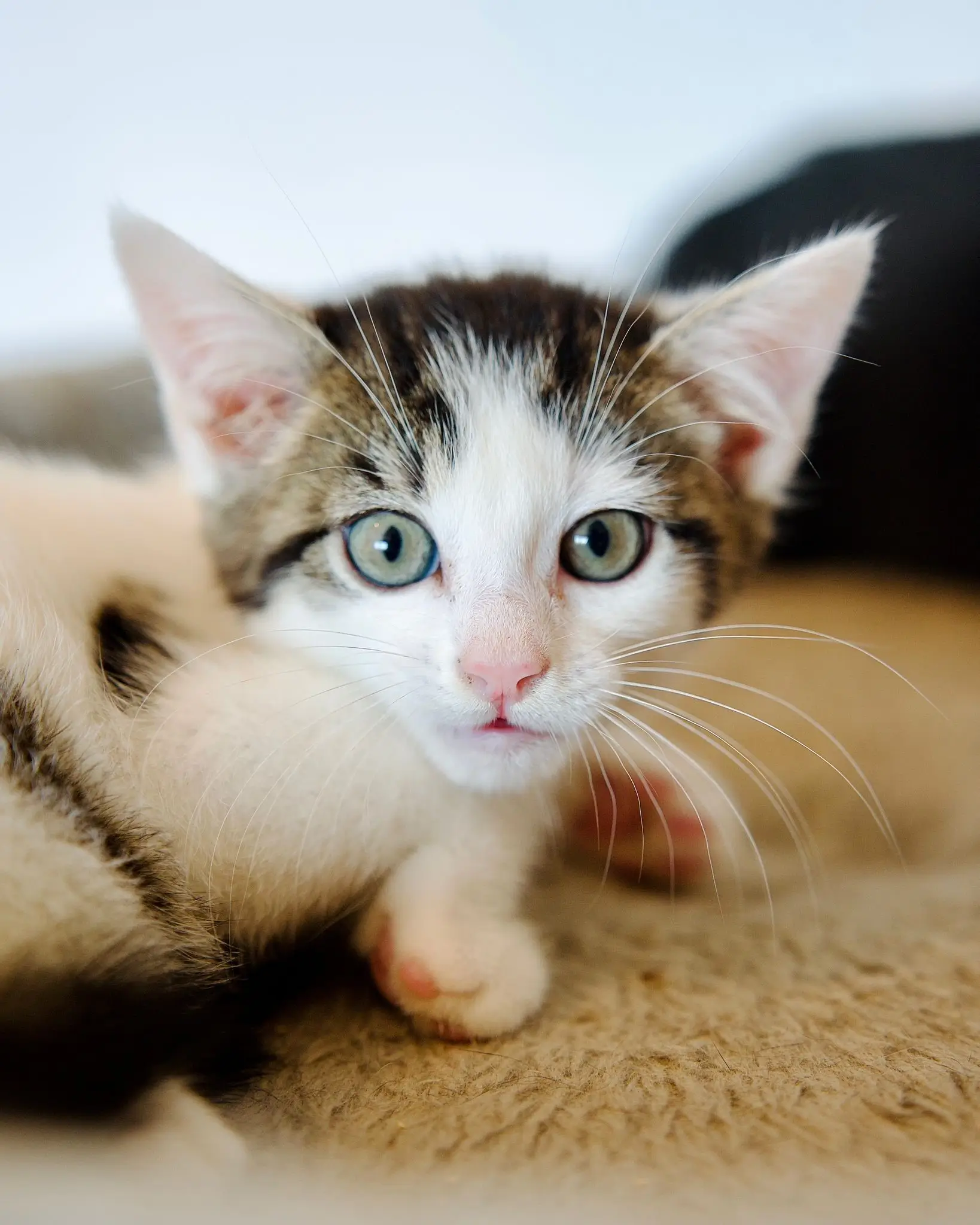 Nahaufnahme einer jungen Katze mit weißem Fell und dunklen Flecken, die aufmerksam in die Kamera blickt
