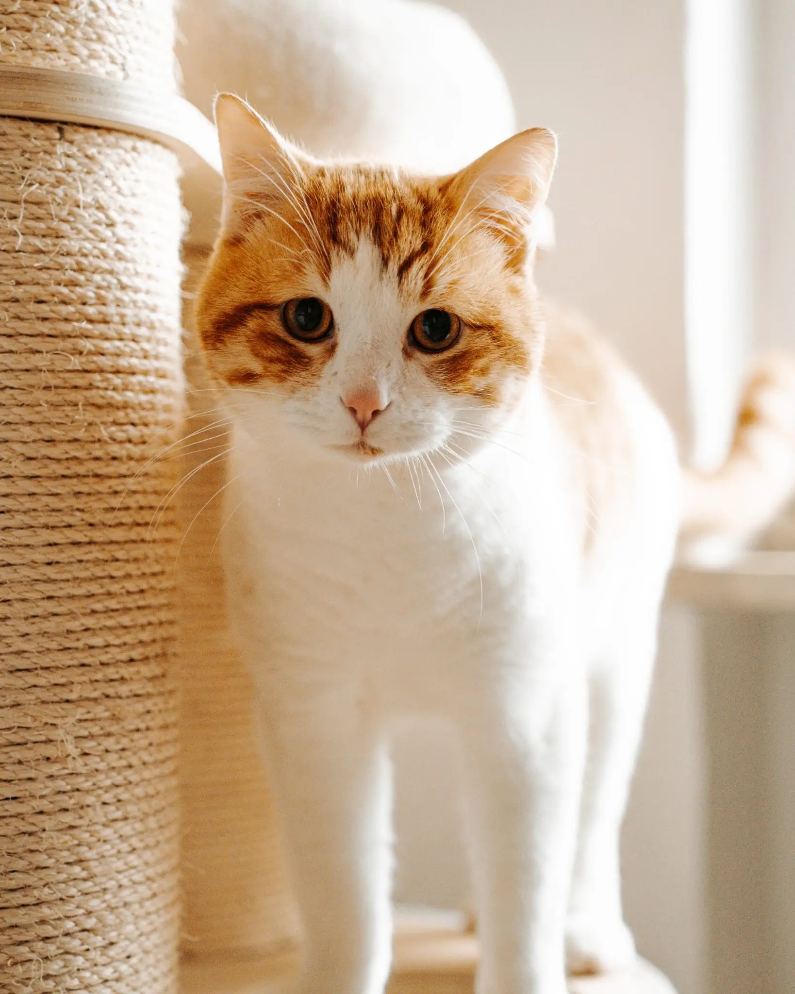 Nahaufnahme einer rot-weißen Katze vor einem Kratzbaum
