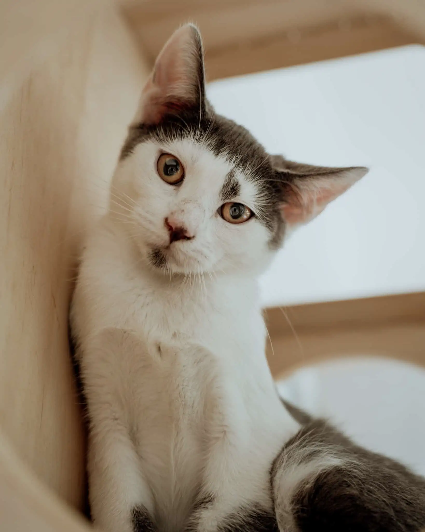 Kleine Katze mit weißem und grauem Fell sitzt und schaut neugierig nach vorne