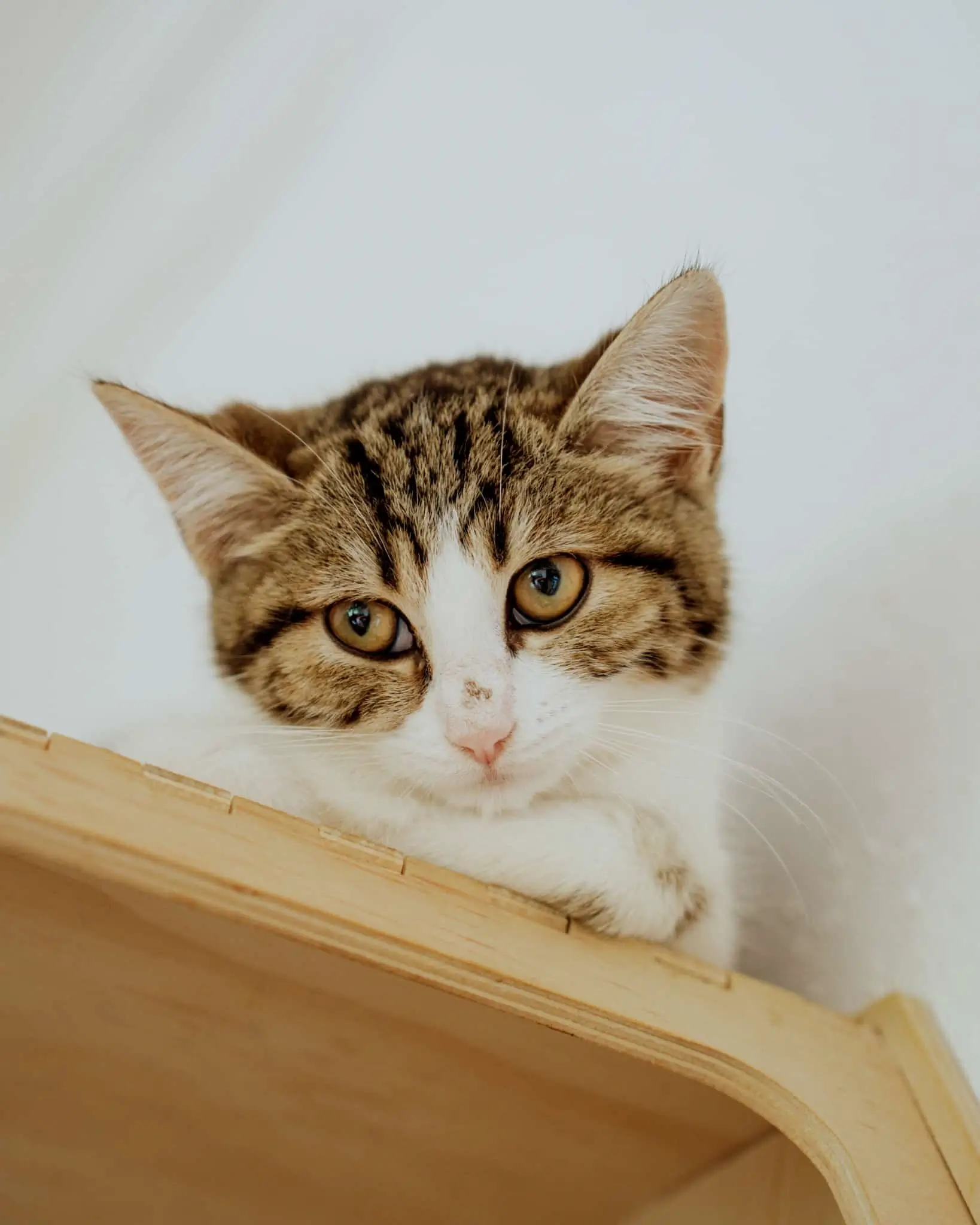Nahaufnahme einer jungen getigerten Katze mit weißen Pfoten, die über eine helle Holzfläche blickt
