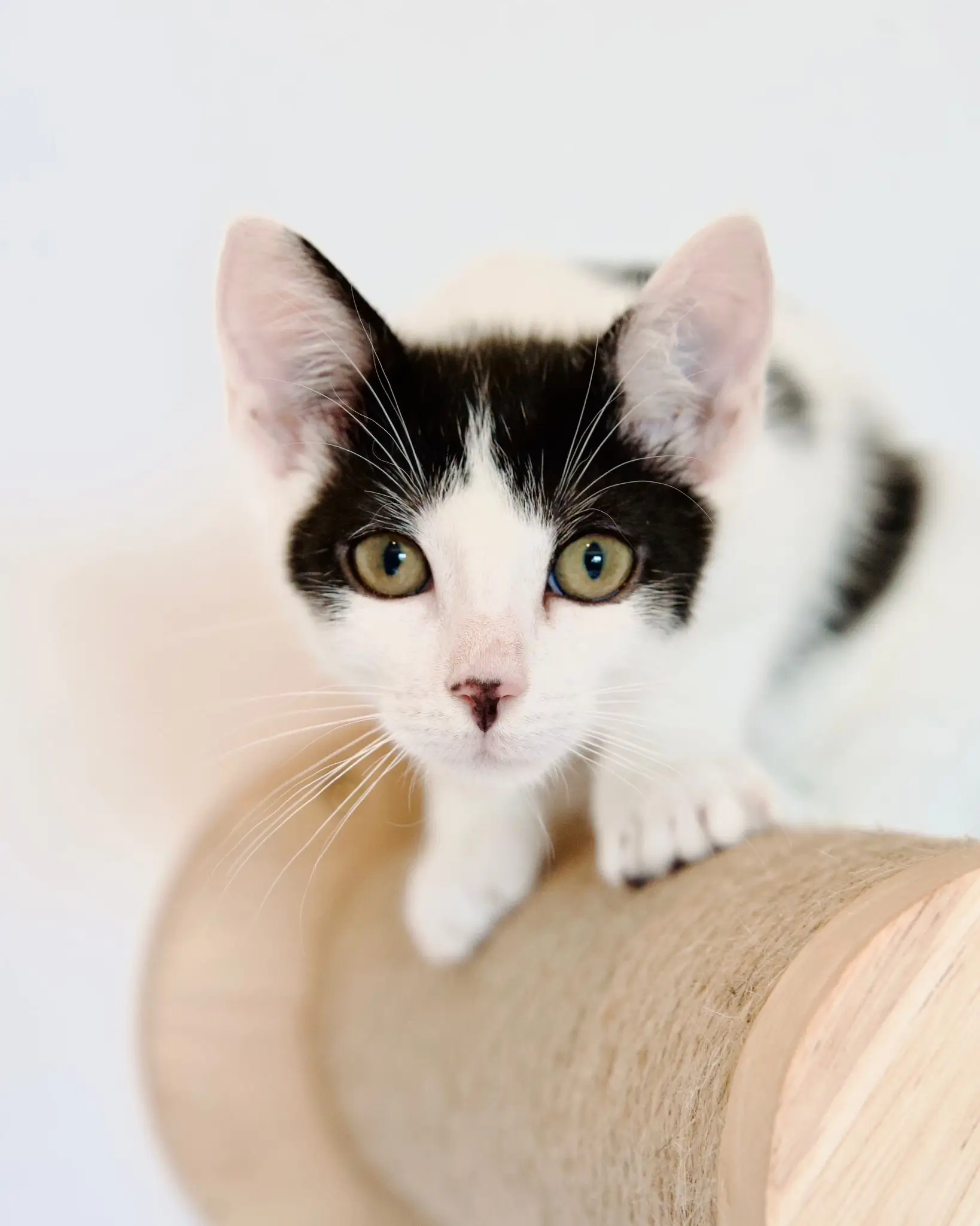 Nahaufnahme einer schwarz-weißen Katze mit großen grünen Augen, die auf einem Kratzbaum sitzt