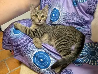 Gestreifte Katze liegt entspannt auf dem Schoß einer Person mit gemustertem Kleid