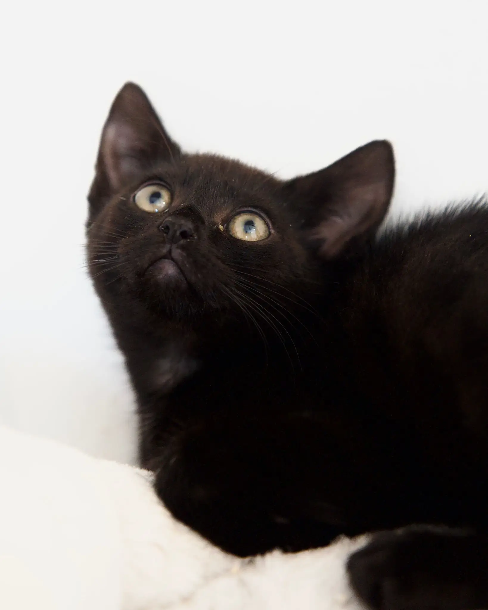 Schwarze Katze mit großen Ohren liegt auf hellem Untergrund und blickt nach oben