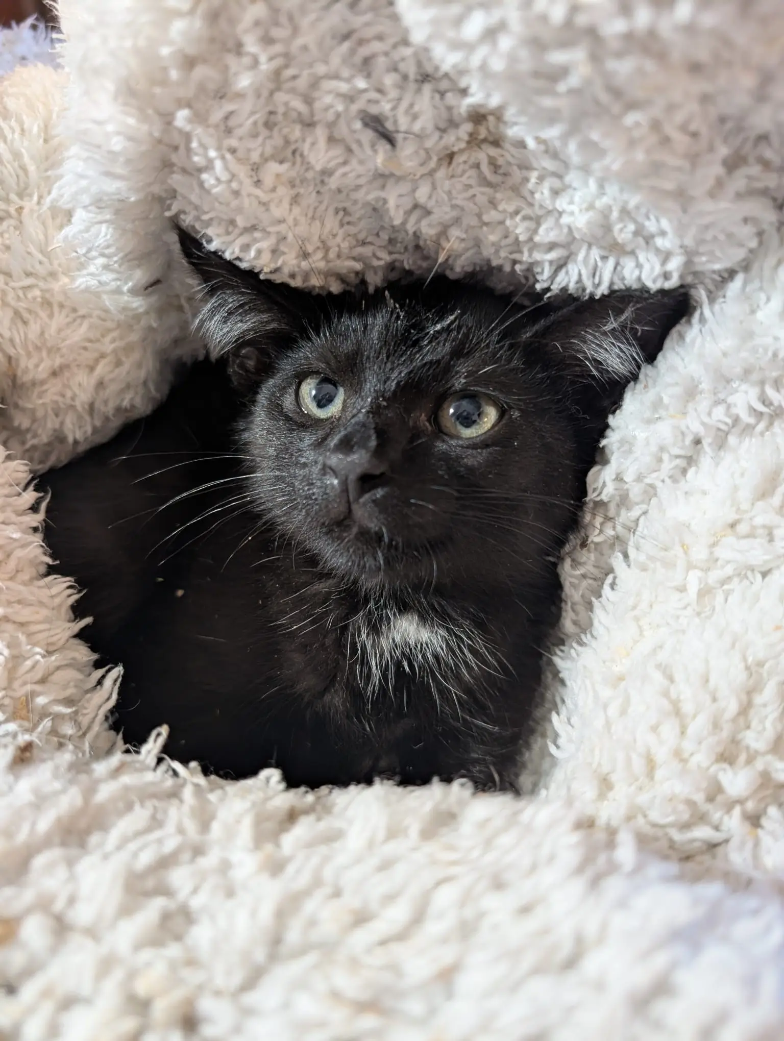 Schwarze Katze liegt eingekuschelt in einem flauschigen hellen Stoff