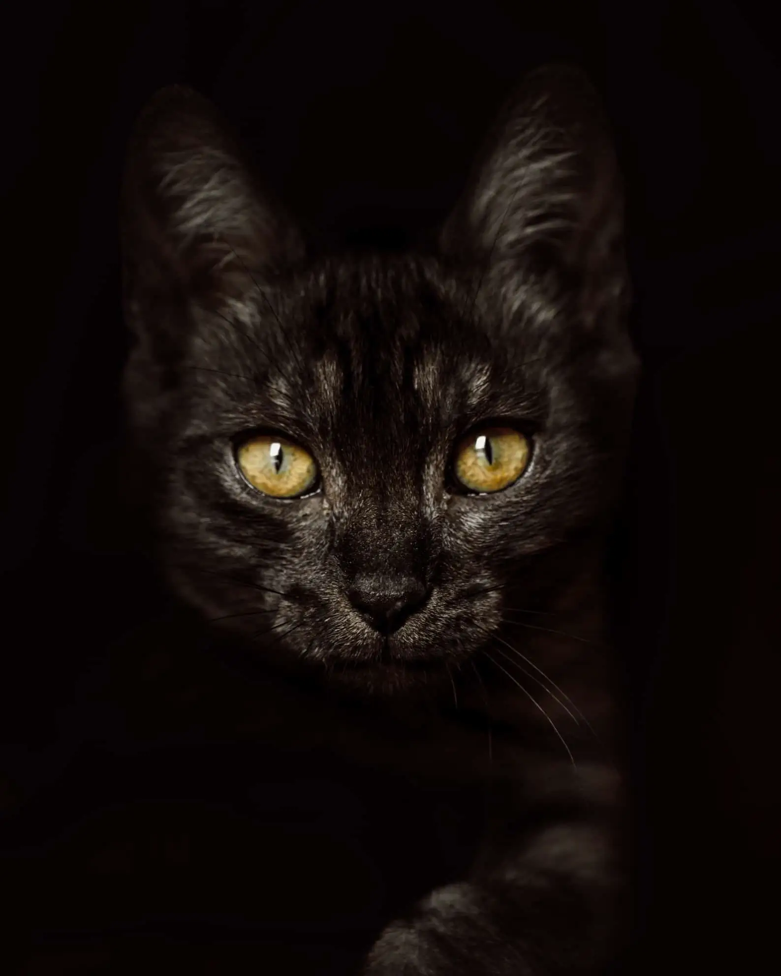 Nahaufnahme eines schwarzen Katers mit gelben Augen vor dunklem Hintergrund