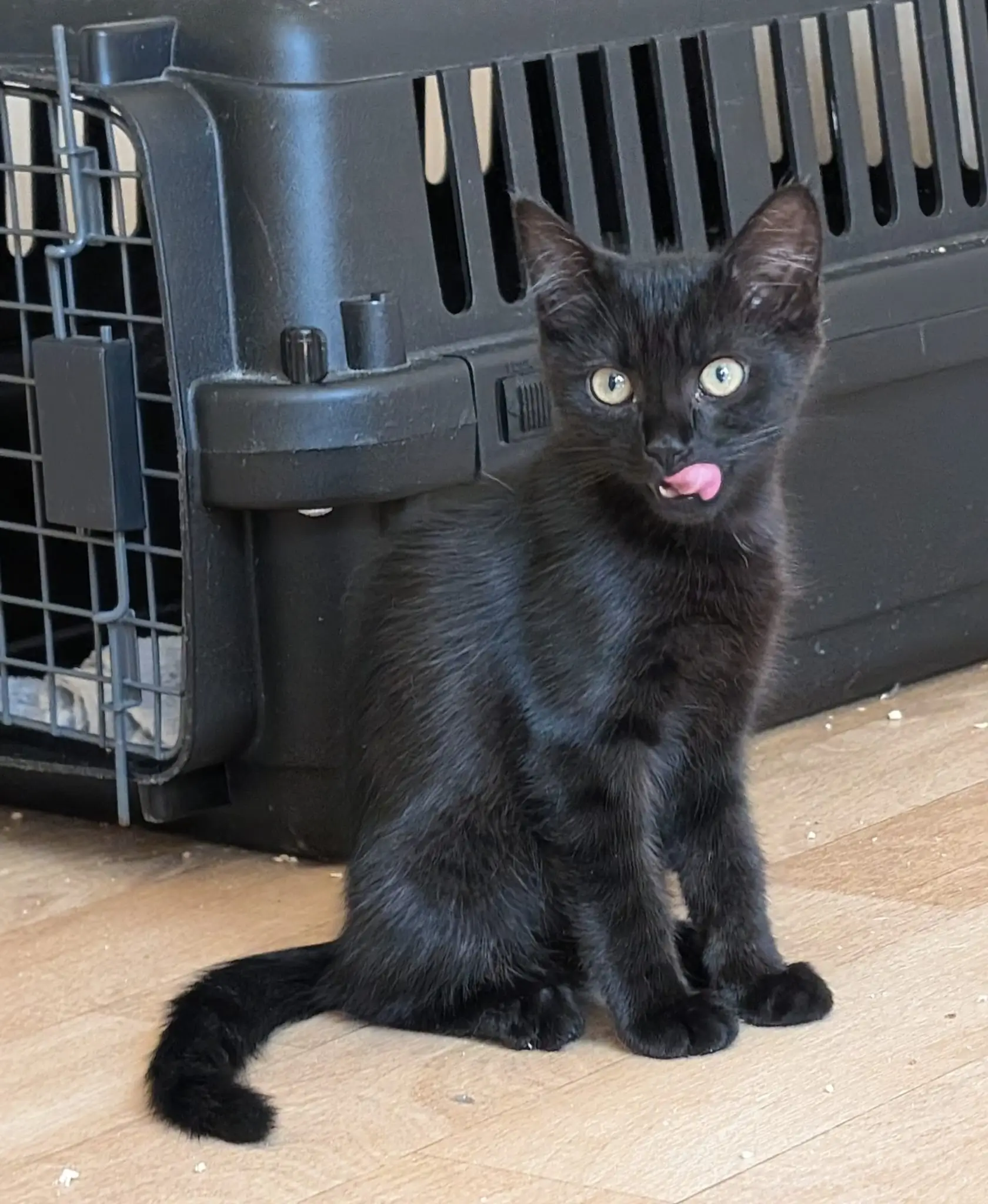 Schwarze Katze sitzt vor einer Transportbox und leckt sich die Nase