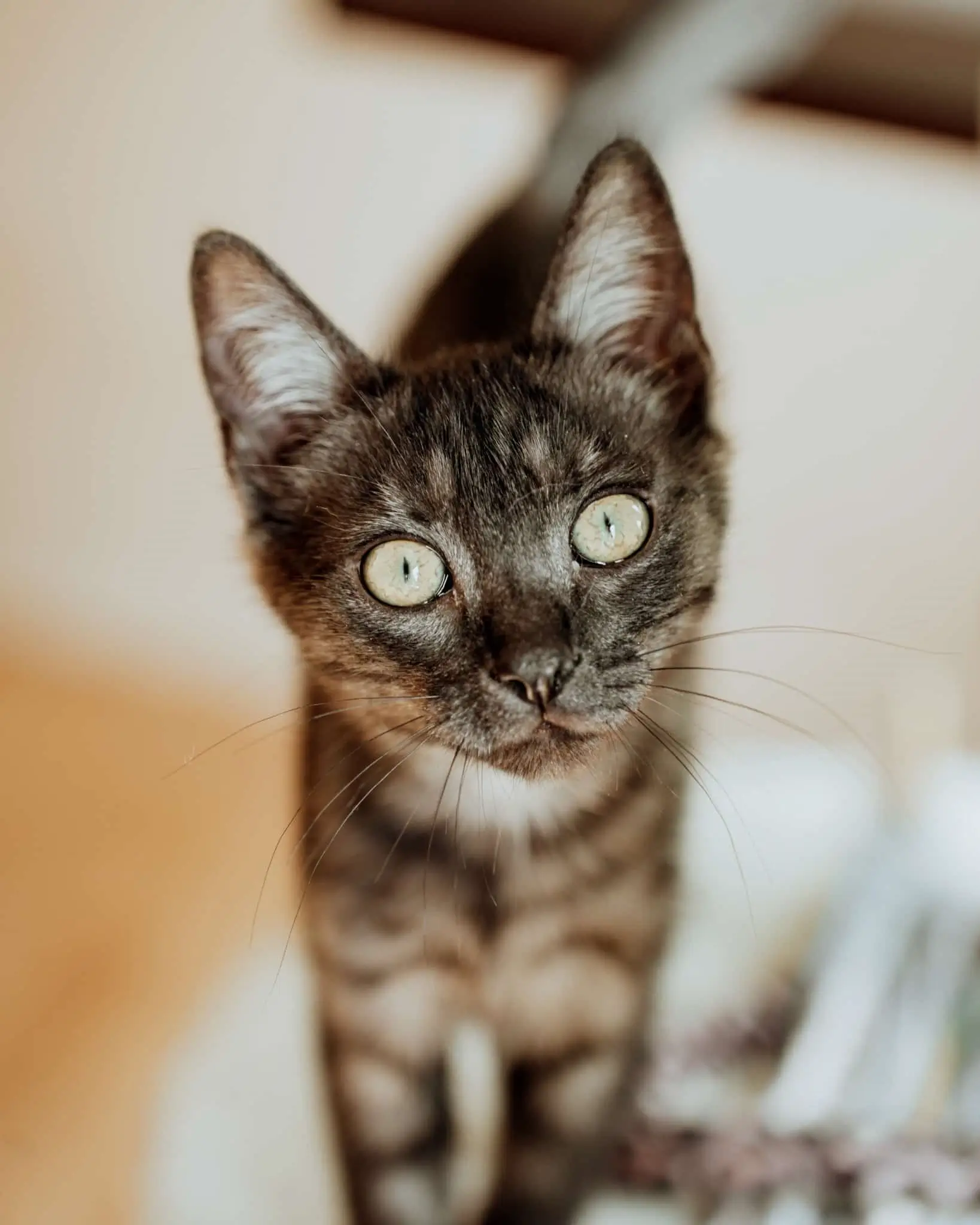 Nahaufnahme einer jungen getigerten Katze mit großen aufmerksamen Augen