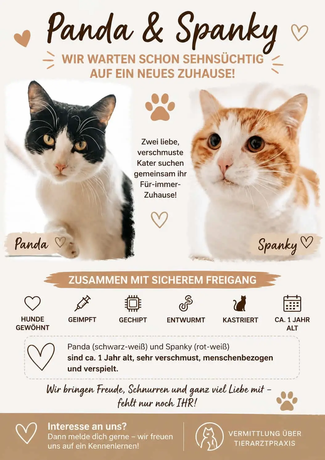 Zwei Katzen, eine schwarz-weiße und eine rot-weiße, mit Texten zu ihren Namen und Eigenschaften sowie Symbolen zu Impfstatus, Chip, Entwurmung, Kastration und Alter.